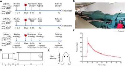 18F-FDG PET Combined With MR Spectroscopy Elucidates the Progressive Metabolic Cerebral Alterations After Blast-Induced Mild Traumatic Brain Injury in Rats